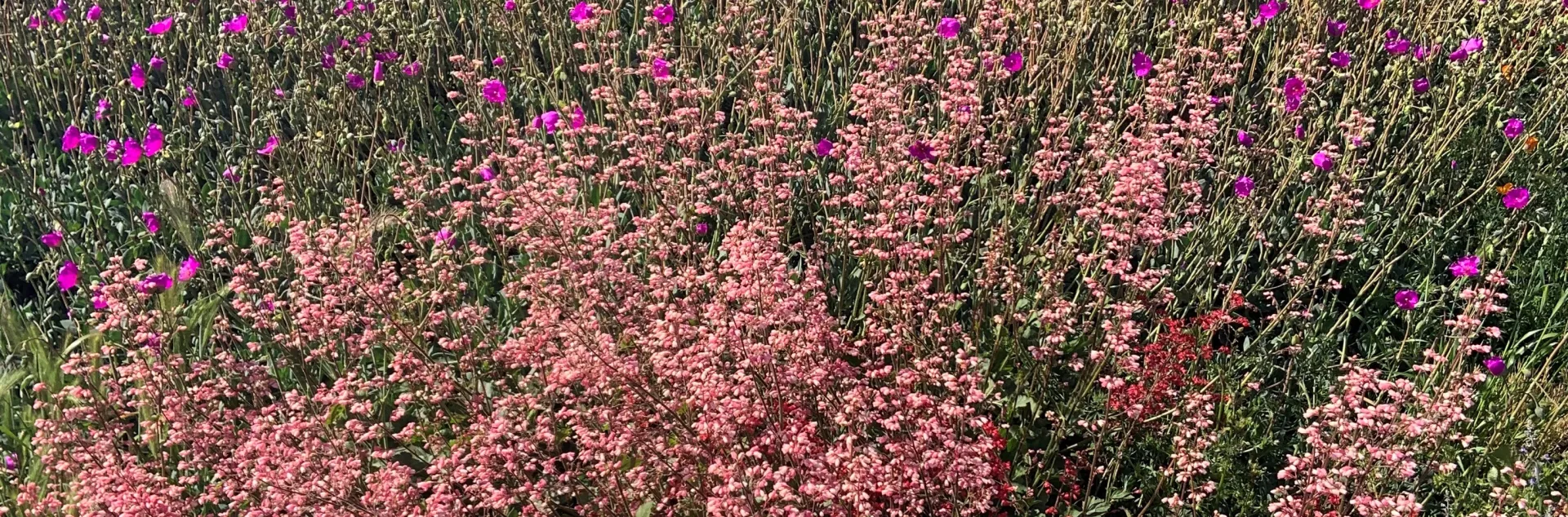 A mixture of native plants like Huchera and succulents like Calandrinia make great additions for a low water garden. Photo: James Campbell