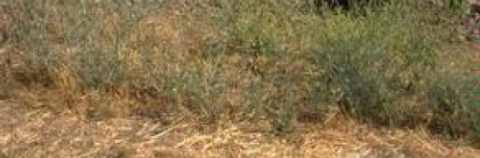 Using Native Plants as Cover Crops | UC Agriculture and Natural Resources