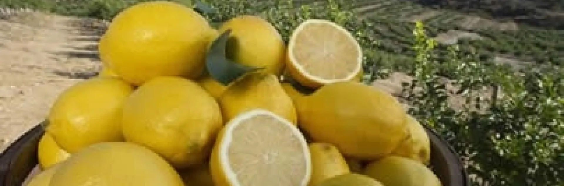 More Than You Might Ever Want to Know About Citrus Varieties, But