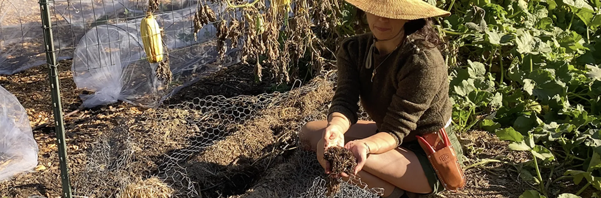 UC Marin Master Gardener Stephanie Scarpullo gathering composted straw from our straw bales. L Stiles
