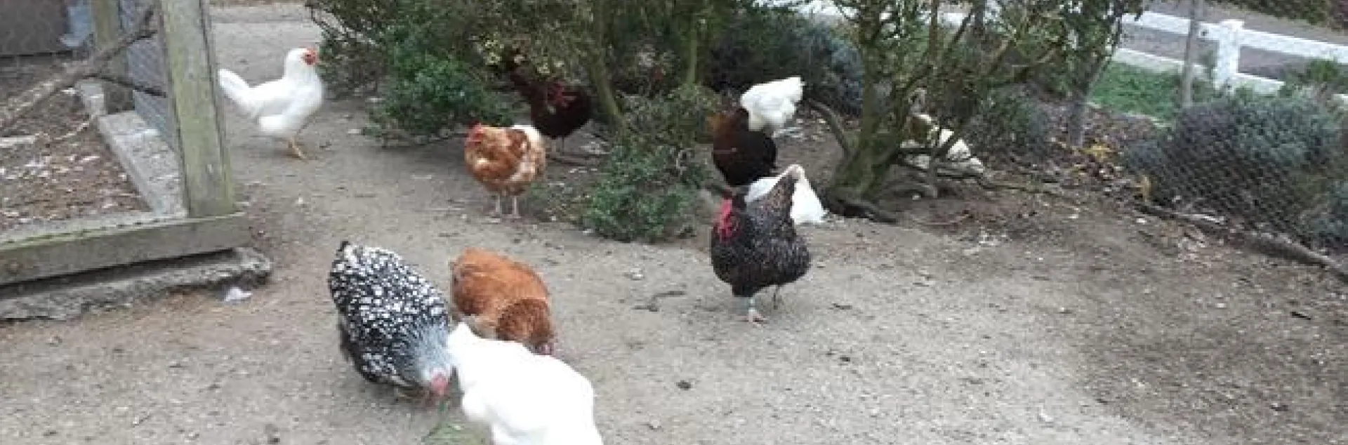 Chickens peck at the soil in an outdoor pen.