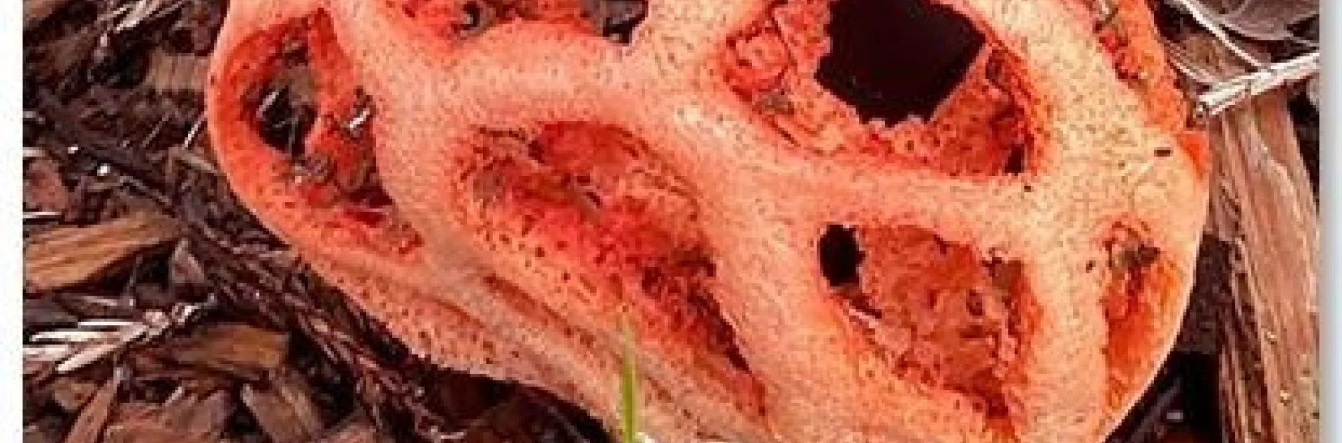 Red Cage Fungus