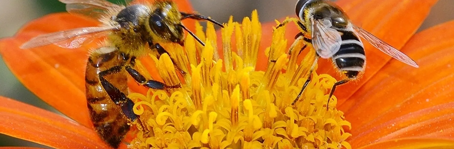 Close-up of a honeybee and a syrphid fly on a bright orange flower, both engaged in pollination.