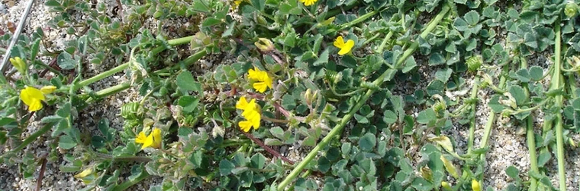 This is Medicago littoralis. Plants in the Medicago family are commonly known as medick or burclover. (Photo by Jean Tosti, photo courtesy of Wikipedia)