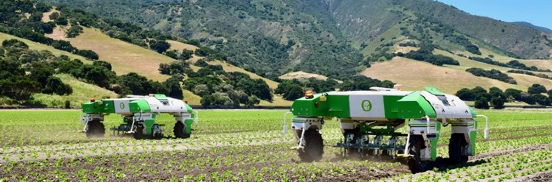 Two green and white robots in crops field.