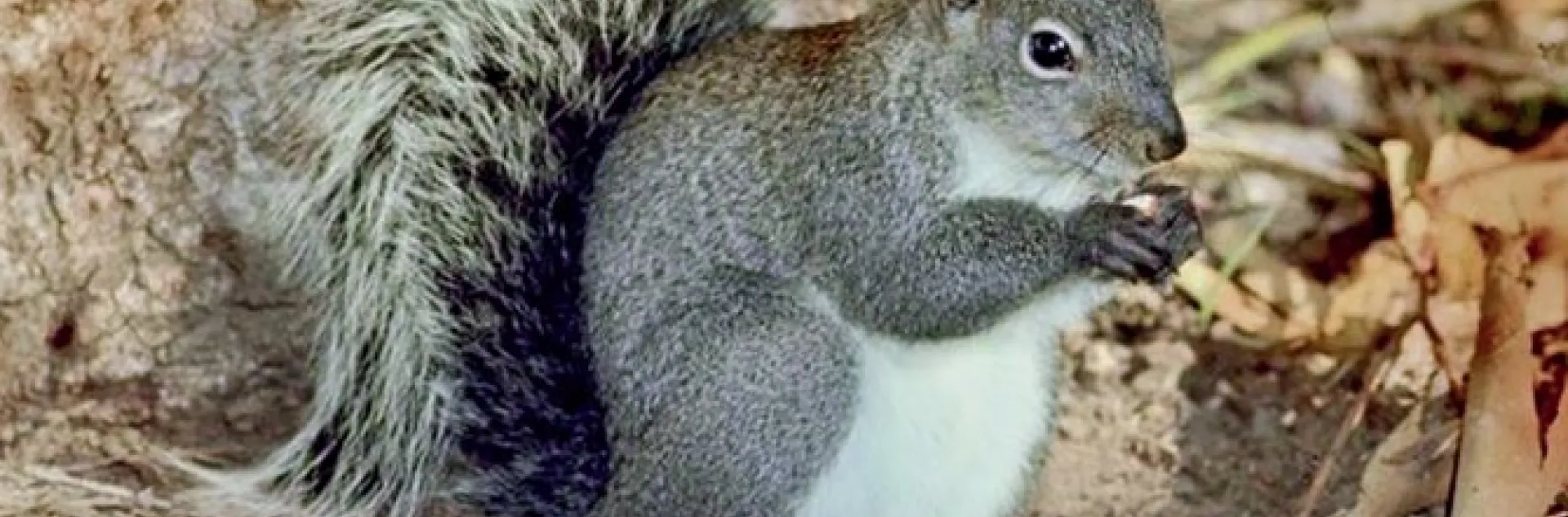 Western gray squirrel, Dr. Lloyd Glenn Ingles, California Academy of Sciences