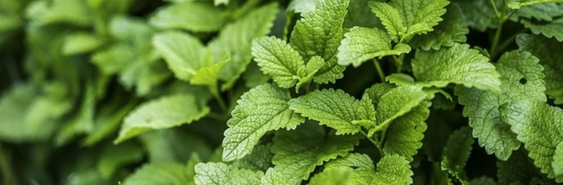 Lemon Balm is an attractive herb to have in a container.