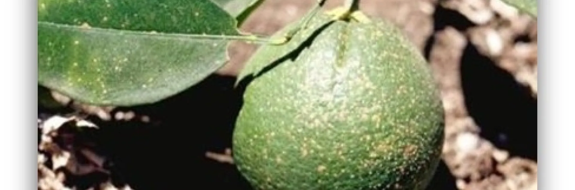 California red scale – it's that time of the year to make spray