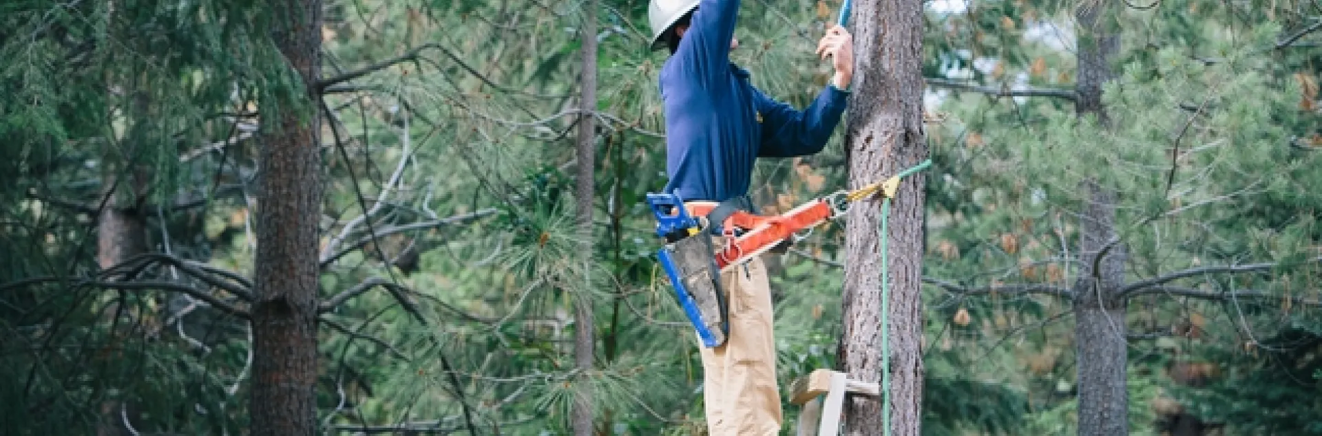 While standing on a ladder, Rob York cuts a small limb off a tree