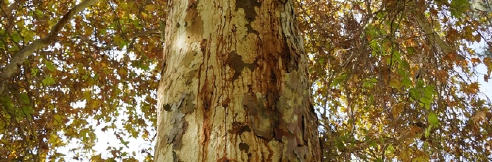 Este árbol sicómoro, muestra señales de una infestación grave.