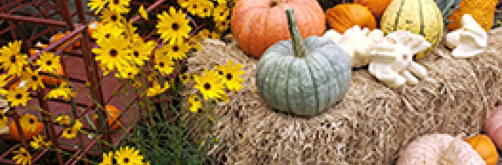 Pumpkins - CCMG