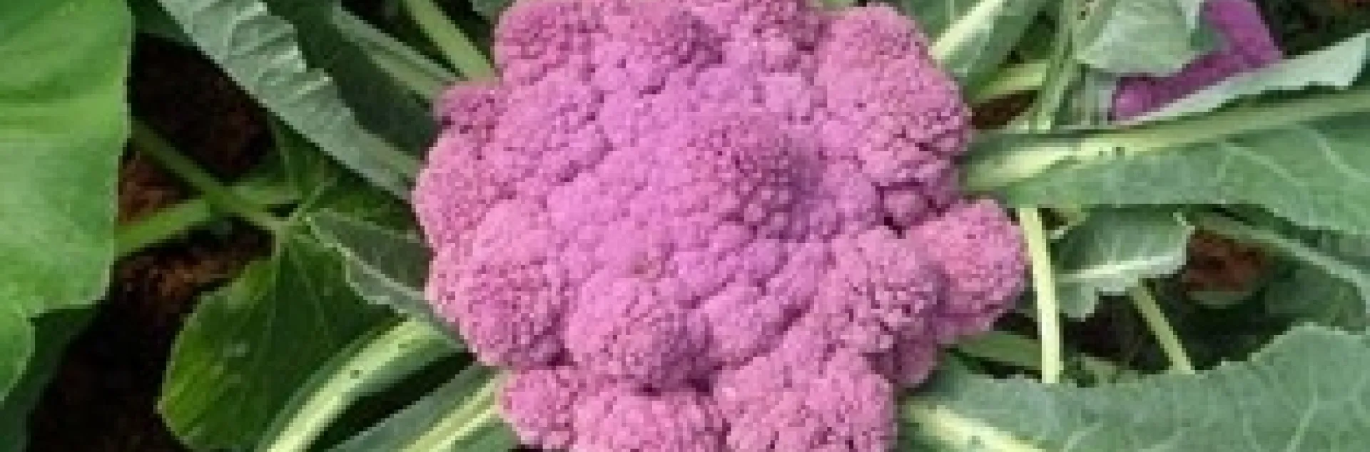 cauliflower