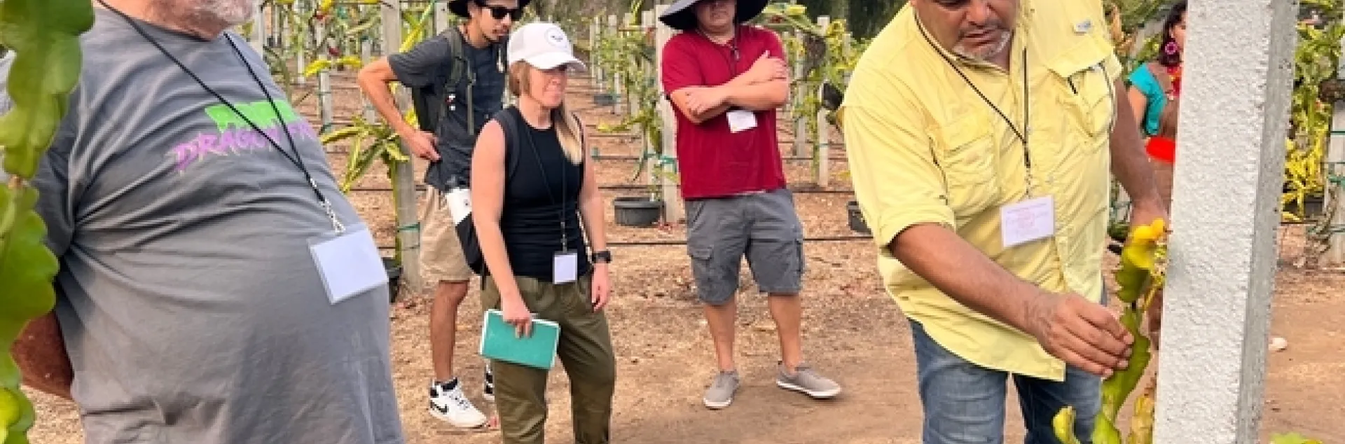 Ramiro Lobo (derecha) hace una demostración, en el Rancho Wallace en Bonsall, sobre cómo controlar las hojas de pitahaya/fruta del dragón mientras crecen. Todas las fotografías fueron tomadas por Saoimanu Sope.
