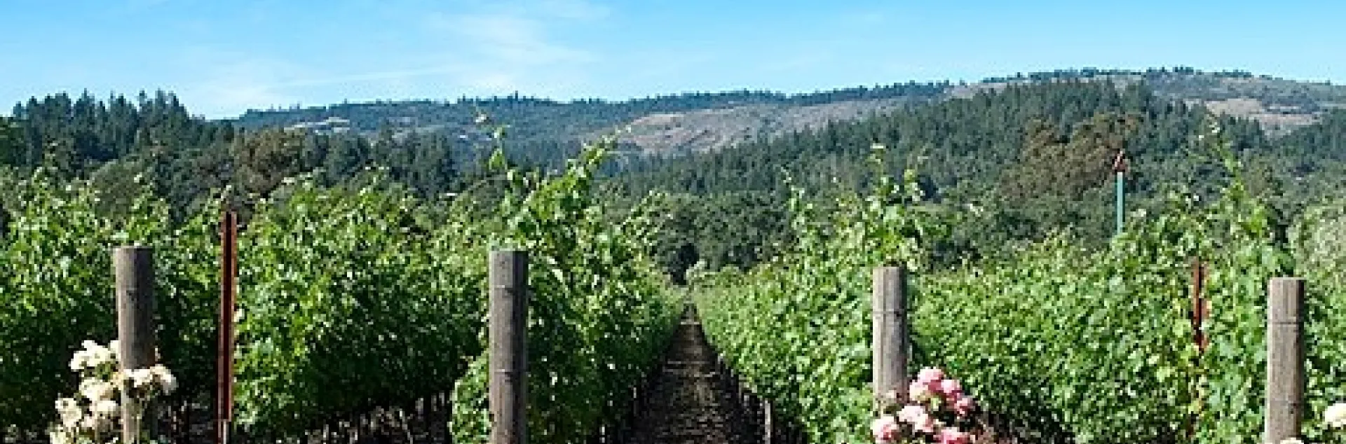 Napa Valley Vineyard Scene With Roses (commons.wikimedia.org - Rachel Towne)