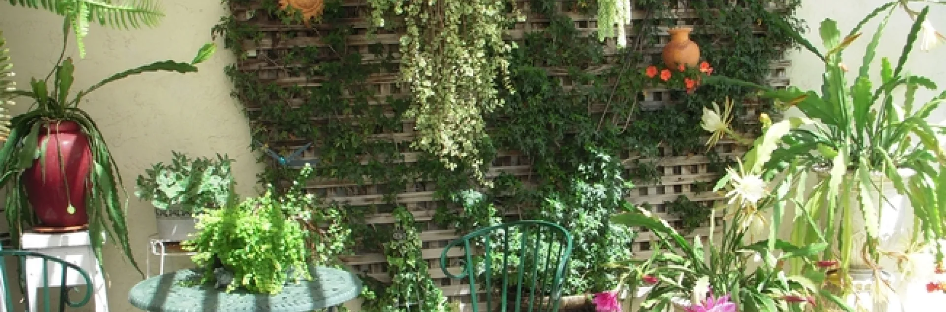 Reinvigorating Our Tired Gardens and Ourselves | Under the Solano Sun