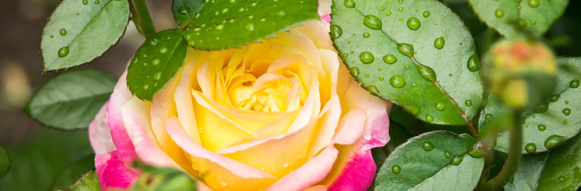 Rainy weather with mild temperatures are ideal growing conditions for this disease. Photo: PxHere