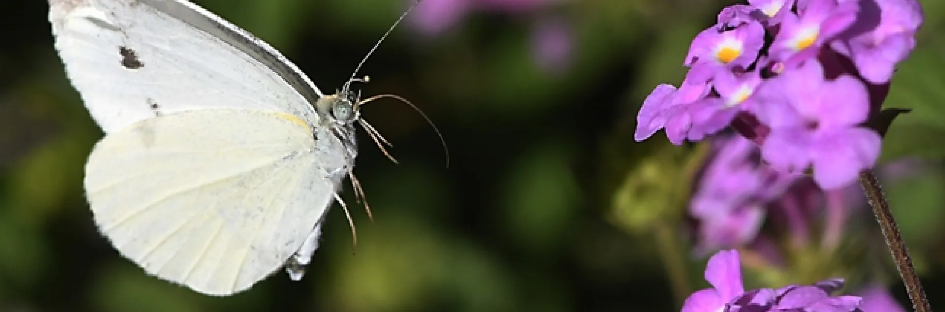 In flight, a cabbage white butterfly, Pieris rapae, heads for lantana. (Photo by Kathy Keatley Garvey)