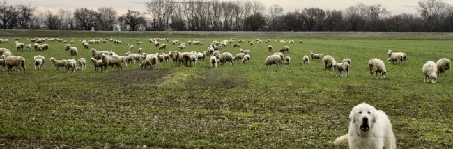 ‘Sheeping-off’ alfalfa, a practice valued for winter weed control. Note the livestock guard dog, fully intent on protecting its flock. (photo Steve Beckly)