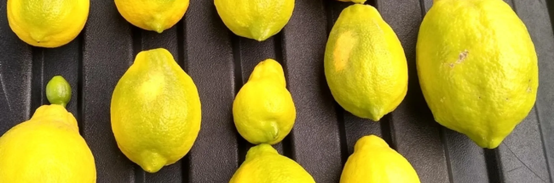 Lemon Sheepnose | Topics in Subtropics