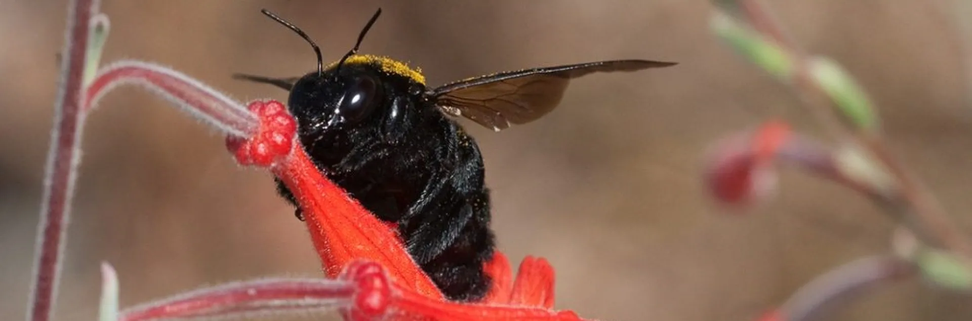 A carpenter bee robs nectar from a California fuchsia, piercing the blossom at the base and drinking the nectar. Photo by JKehoe_Photos.