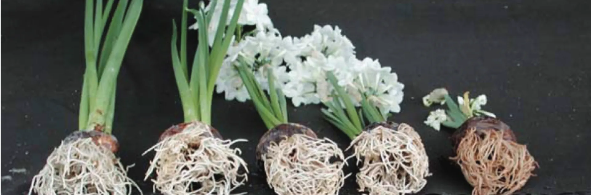 Roots Damaged by Alcohol. https://journals.ashs.org/horttech/view/journals/horttech/16/2/article-p294.xml