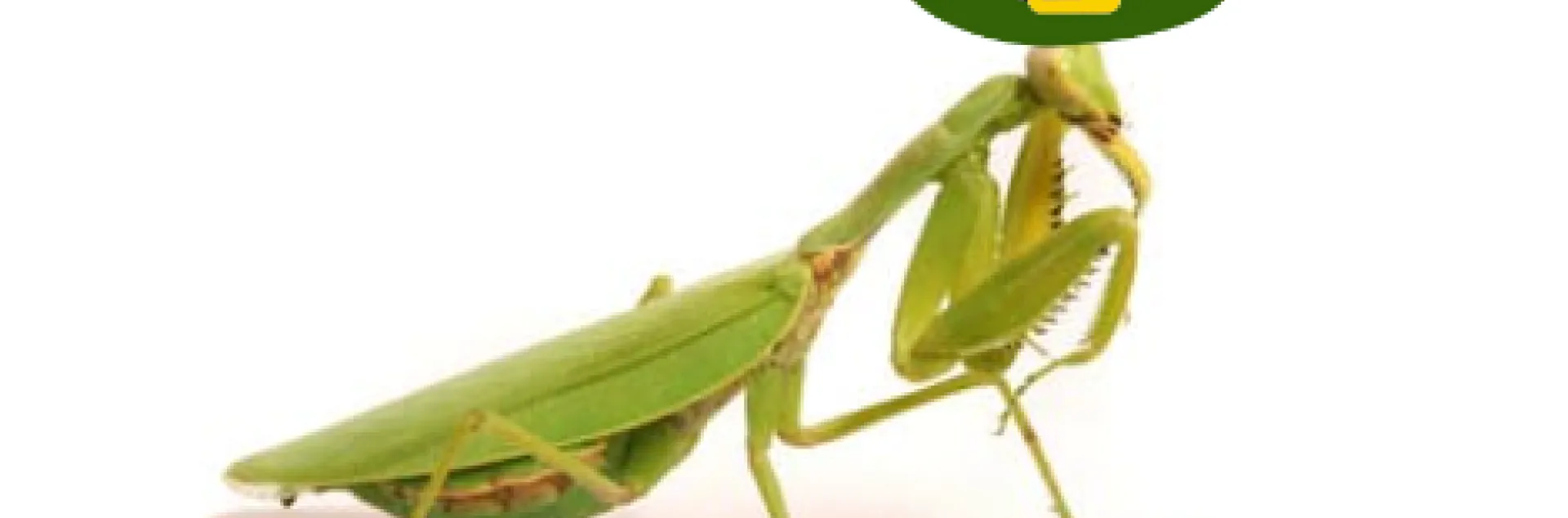 A praying mantid wearing a St. Paddy’s Day hat.