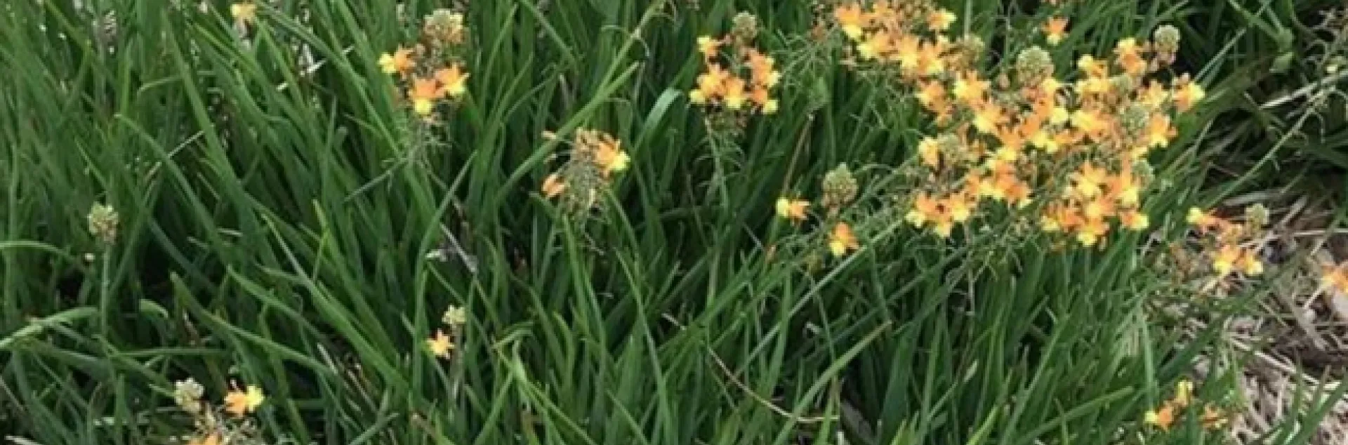 Stalked bulbine is an excellent choice for a xeriscape or rock garden.