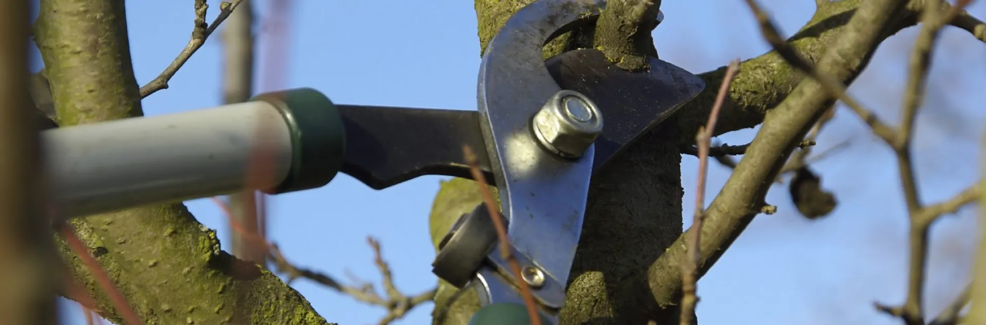 Best Time For Pruning Fruit Trees - How To Prune A Fruit Tree