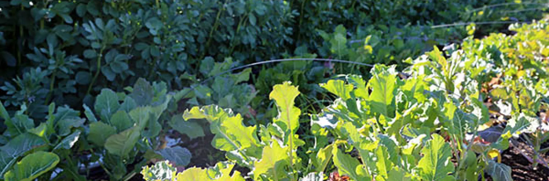 Veggies reaching for the sun at FHF. Courtesy Hedwig van den Broeck