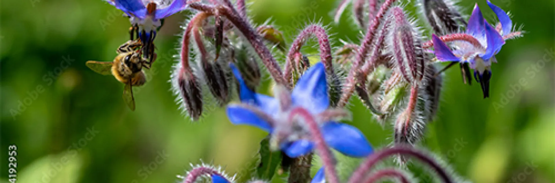 Borage with bee. Photo courtesy of AdobeStock.