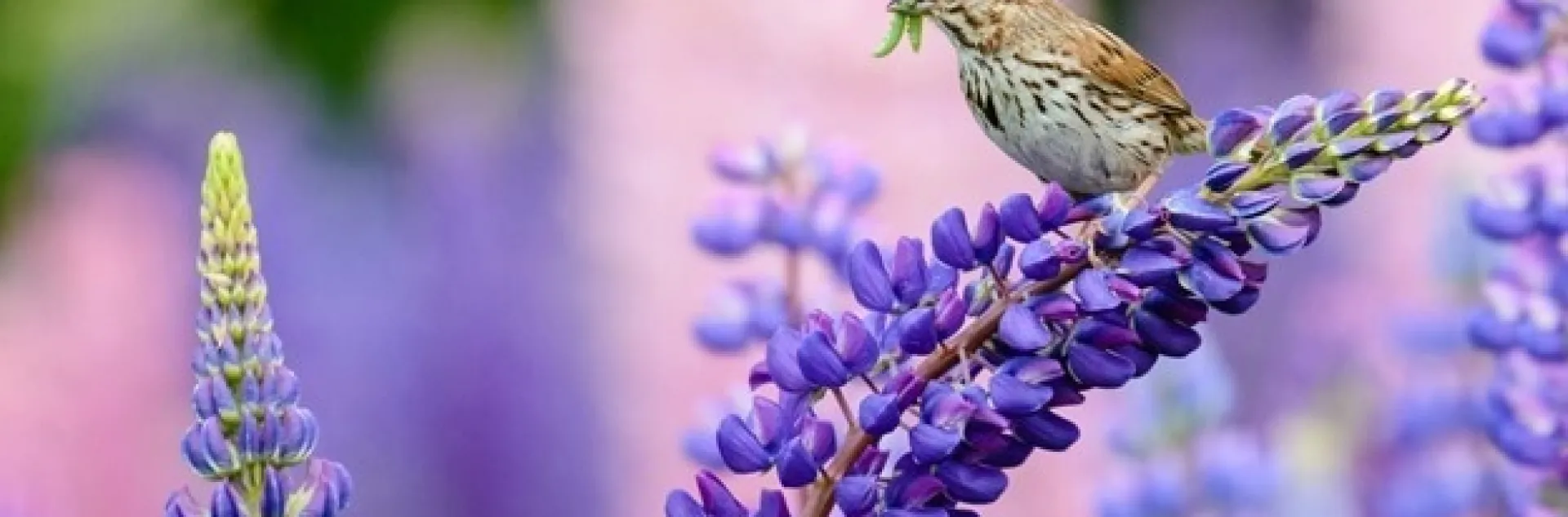 Bird Control Of Pests Webinar Ceus Uc Agriculture And Natural Resources