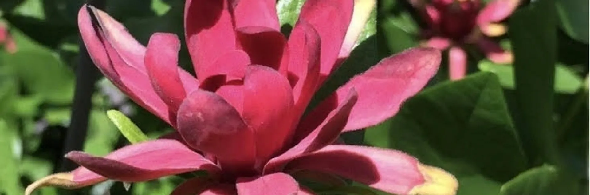 The western spice bush's fragrant maroon red flowers are reminiscent of lotus flowers, magnolia blossoms or water lilies.