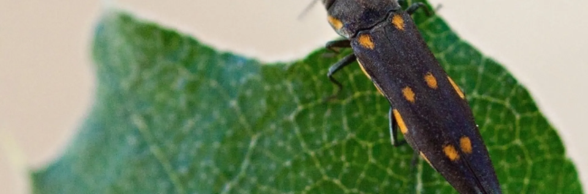 Adult goldspotted oak borer, Agrilus auroguttatus, on an oak leaf. Photo by Mike Lewis, Center for Invasive Species Research, Bugwood.org