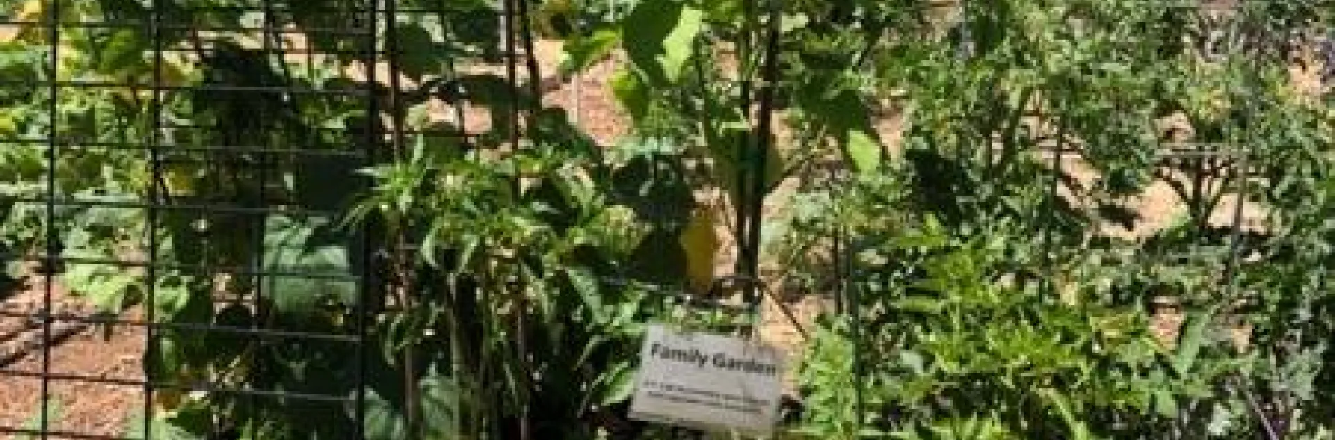 The Family Garden is a single 100–square foot bed that shows what’s possible. Photo by Titania Buchholdt.