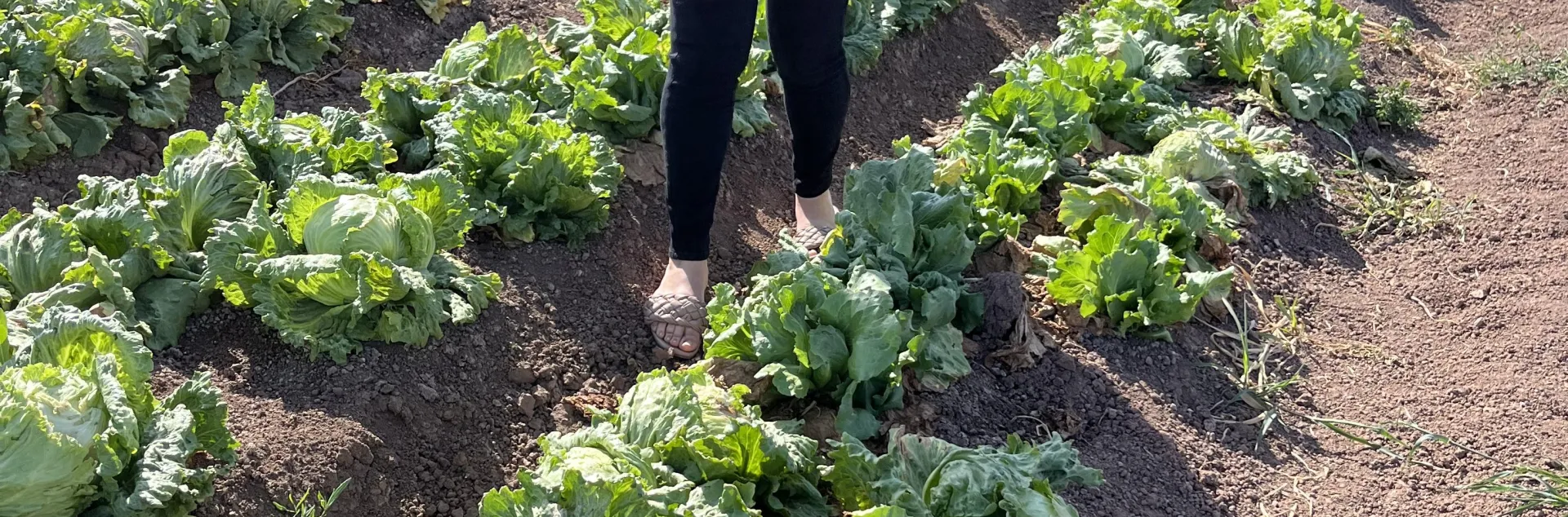 Woman in between lettuce rows harvesting