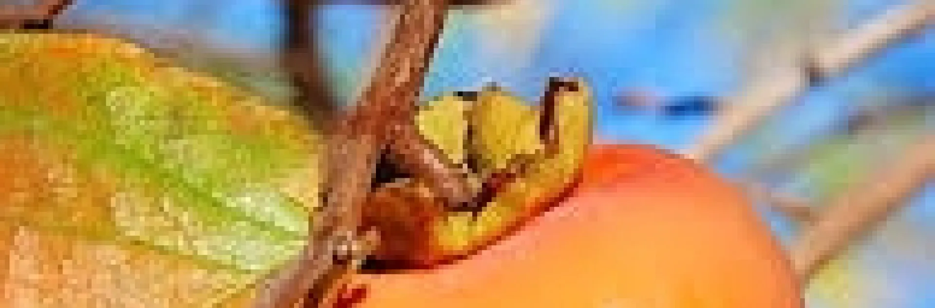 Enjoy persimmons now. (Photo: Nancy Devaurs)