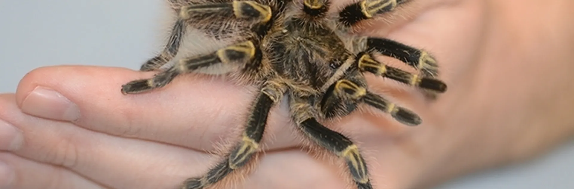 Spectacular Spooky Spiders | The Stanislaus Sprout