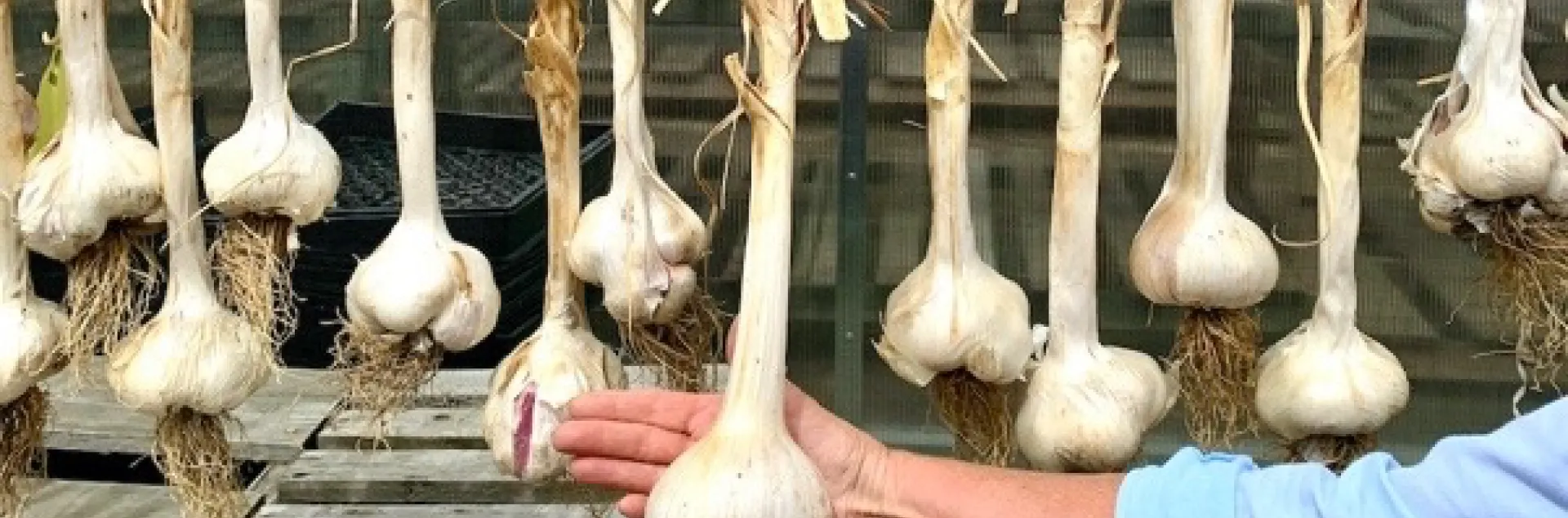 Garlic closes being cured by hanging in a warm location