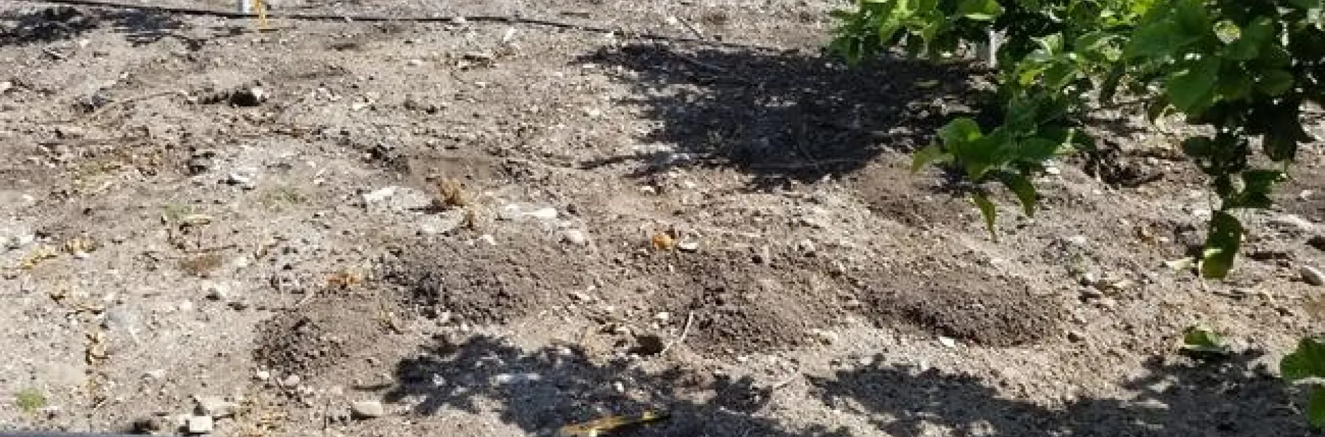 Gopher Management | Topics in Subtropics