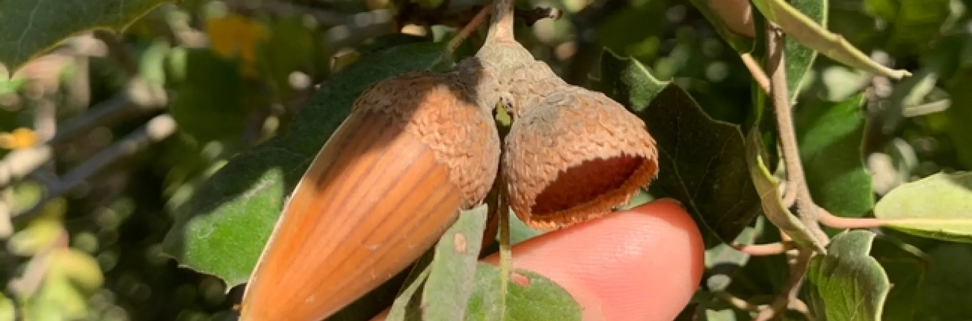 Acorn Collecting and Planting | Over the Fence (Alameda County)