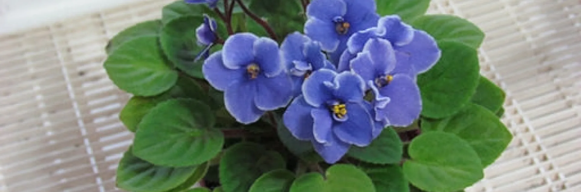 African violets reliably bloom several times a year. (Photo: Wikimedia Commons)