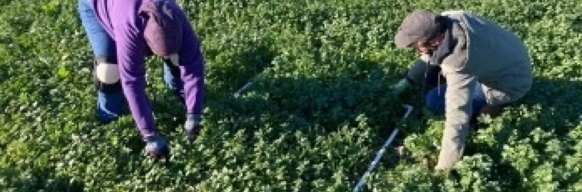 Liz Harper (Colusa RCD) y Gerry Hernández (UCCE de Colusa) recolectan información sobre las parcelas de cultivos de cubiertas vegetales.