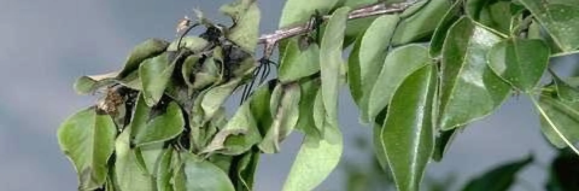 Prune out shoots and branches that show symptoms of fire blight infection. (Photo: UC IPM)