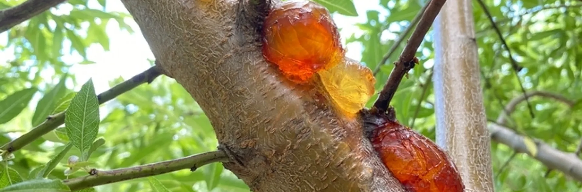 Bolas de goma amarillas naranjas aparecen sobre el tronco de un almendro.