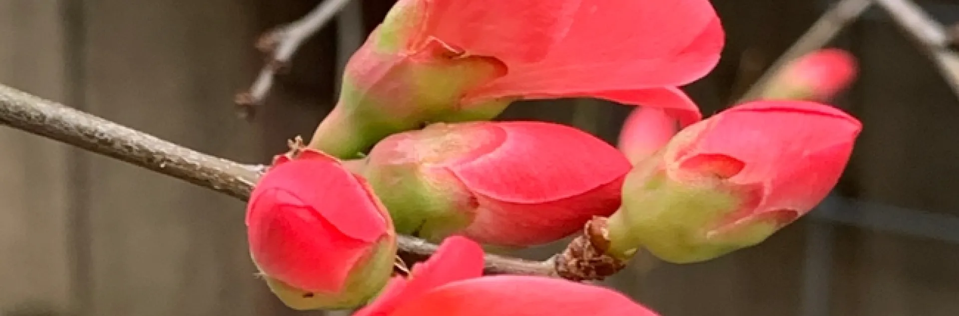 photo by Denise Cottrell