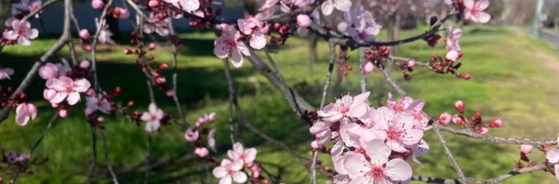 It's blossom season in Fresno County. (Photos: Jeannette Warnert)