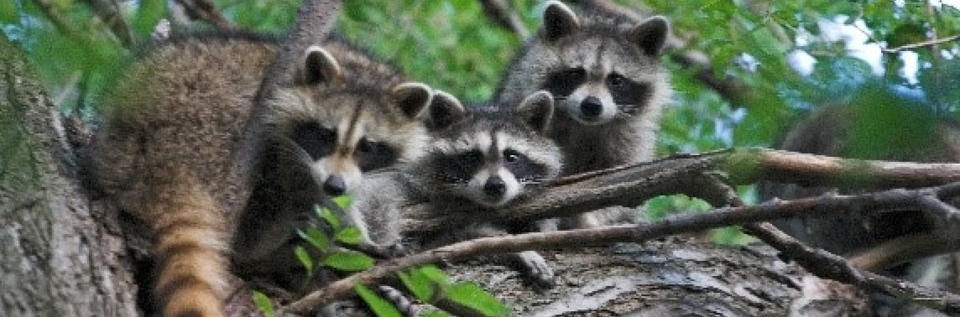Young raccoons exploring. Photo: Commons.wikimedia.org