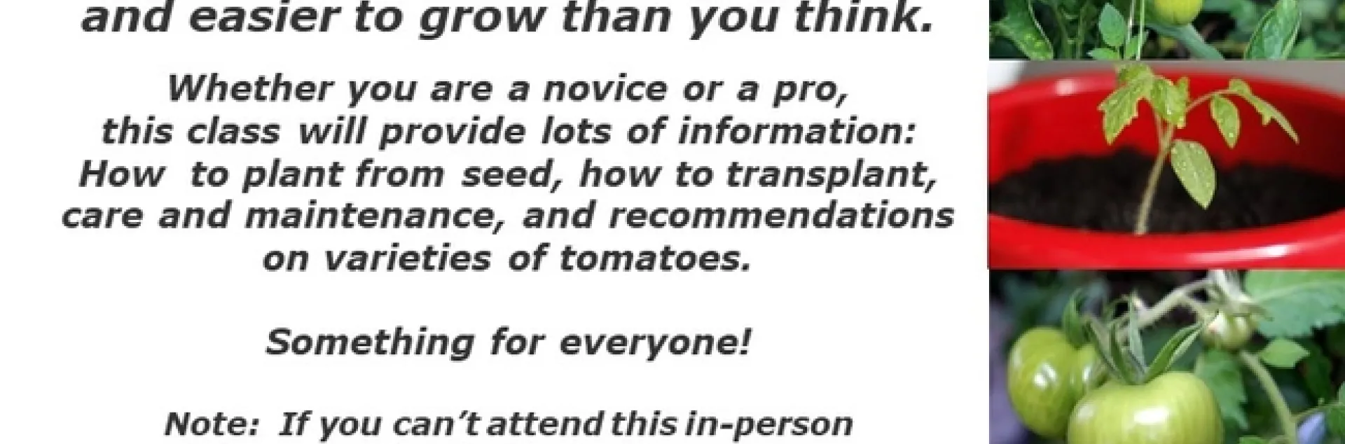 Unlock Your Green Thumb with Homegrown Tomatoes