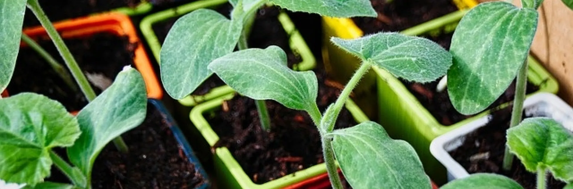 Begin planting summer herbs and vegetables in the garden. (Photo: Grégory Roose, Pixabay)