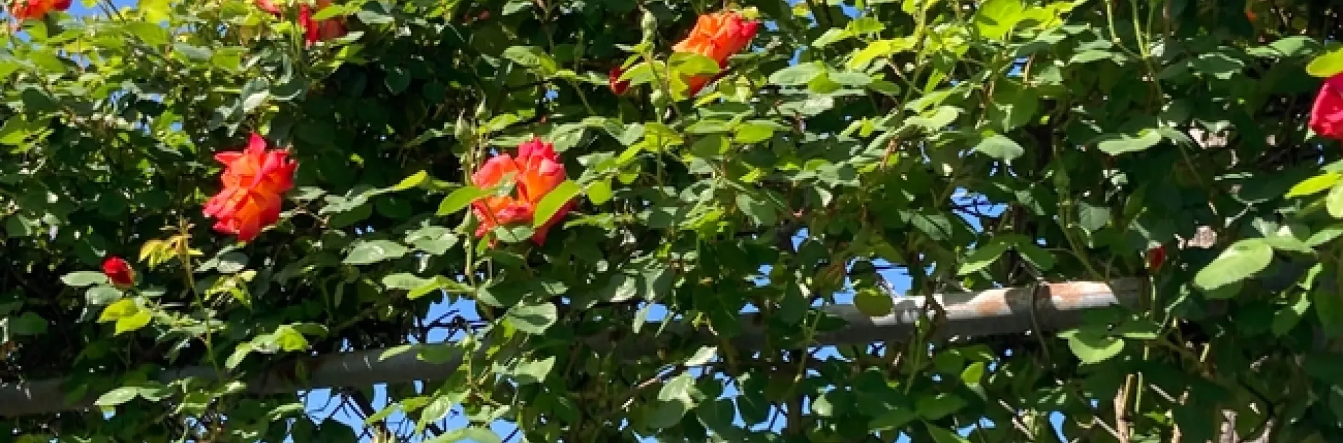 Climbing coral roses on a chain link fence.